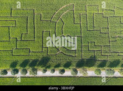 18 juillet 2025, basse-Saxe, Höfen : seuls quelques visiteurs se promènent dans les branches d'un immense labyrinthe de maïs (vue aérienne avec un drone). Photo : Boris Roessler/dpa Banque D'Images