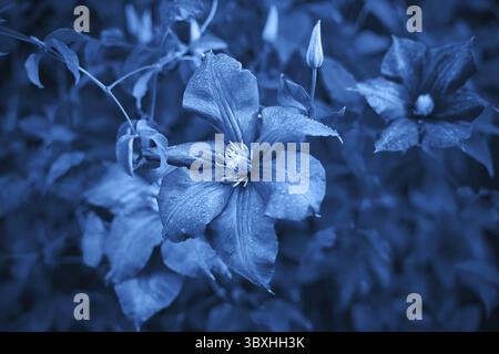Image bleue classique, ton sur ton. Fleurs de clématis, gros boutons violets sur fond vert foncé, espace de copie Banque D'Images