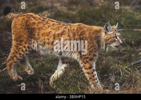 Le lynx (lynx eurasien - bête féline) marche dans la forêt de Bohême, side view Banque D'Images
