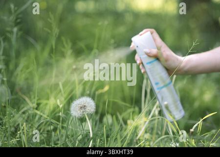 Couronne de pissenlits blancs. Instructions étape par étape. Étape 1. La main de la femme saupoudre la laque sur la fleur de pissenlit afin qu'elle ne se brise pas. Banque D'Images