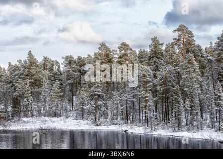 Vue sur la forêt de pins congelés et la rivière en hiver Banque D'Images