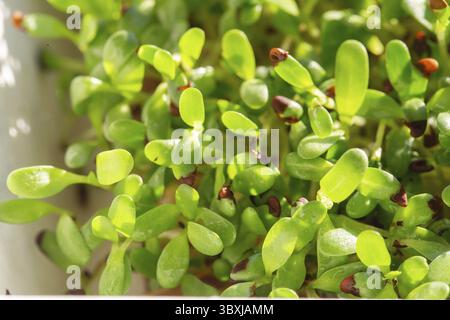 Microherbes de luzerne.Germination des Microgreens.Germination des graines à la maison.Vegan et concept de saine alimentation.Graines de luzerne germées, micro verts.Croissance Banque D'Images