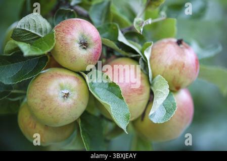 Pomme fraîche verte sur une branche de pommier dans l'orchidée Banque D'Images