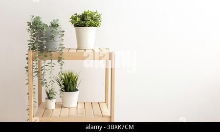 Diverses plantes succulentes artificielles avec des plantes exotiques se tiennent dans des pots en céramique blanche sur une étagère en bois contre un mur blanc. Espace pour la copie. Bannière large Banque D'Images