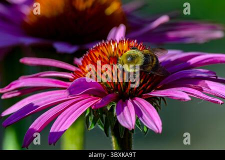 bourdon mâle à ceinture brune sur coneflower Banque D'Images