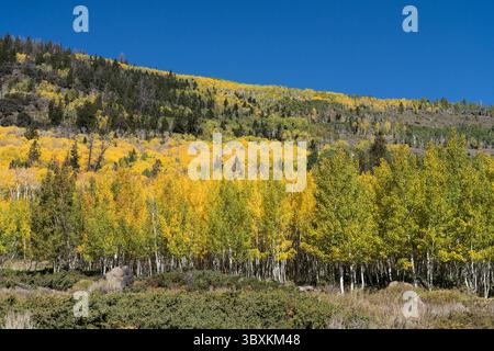 25 septembre 2021 : le clone Pando Aspen, considéré comme le plus grand organisme du monde, dans la forêt nationale de Fishlake, Utah. (Crédit image : © Jon G. Fuller/VW pics via ZUMA Press Wire) Banque D'Images