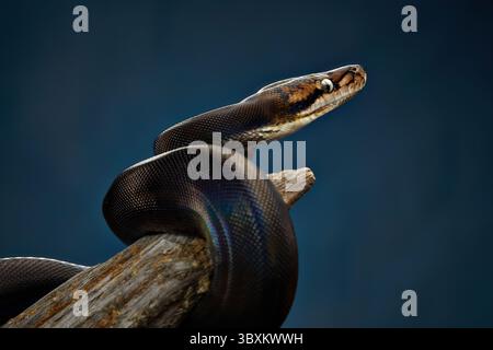 Python réticulé (Python reticulatus) sur fond bleu. le serpent arc-en-ciel scintille en différentes couleurs Banque D'Images