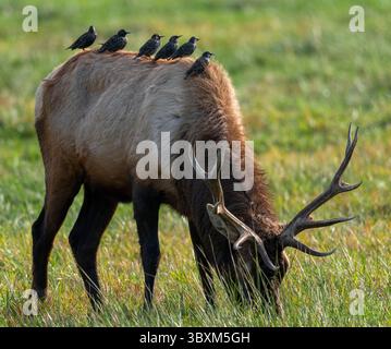 13 novembre 2021, Reedsport, Oregon, États-Unis : plusieurs étourneaux perchés sur le dos d'un taureau de wapiti Roosevelt dans un pâturage au Bureau of Land Management Dean Creek Elk Viewing Area près de Reedsport dans le sud-ouest de l'Oregon. (Crédit image : © Robin Loznak/ZUMA Press Wire) Banque D'Images