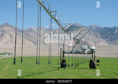 Irrigation à pivot central sur un champ de luzerne dans le centre-sud de l'Idaho Banque D'Images