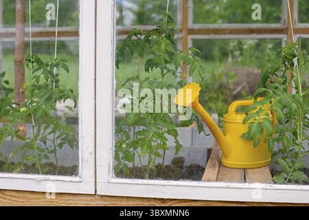 Un arrosoir en plastique jaune se trouve près des plants de tomates dans une serre en bois blanche faite maison Banque D'Images