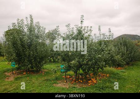 Verger de pommiers au début de l'automne montrant des fruits mûrs et un ciel nuageux dans un paysage agricole serein Banque D'Images