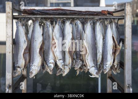 Des sardines d'eau douce suspendues au sèche-linge pour sécher au soleil le long des rives du lac Banque D'Images