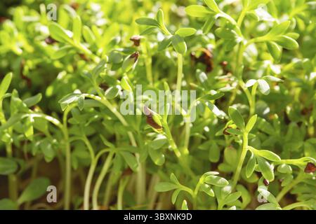 Micro herbes de cresson. Germination Microgreens. Germination des graines à la maison. Concept végétalien et sain d'alimentation. Graines de luzerne germées, Micro greens. Culture sp Banque D'Images