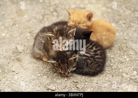 Animaux de compagnie - quatre chatons mignons de couleur différente - dormir blottis ensemble, vue rapprochée Banque D'Images