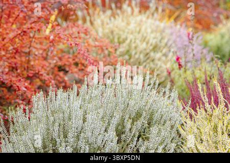 Bruyère colorée et éclatante, Calluna vulgaris. Fleurs naturelles violettes, roses, rouges et blanches de bruyère. Vidéos FullHD de haute qualité Banque D'Images