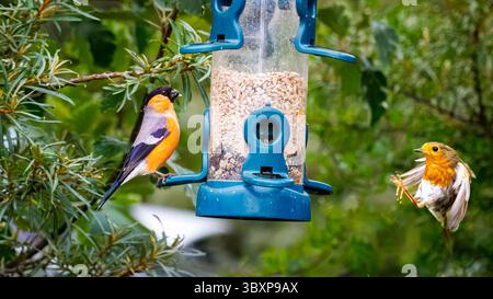 Bullfinch et Robin entrant sur un mangeoire à oiseaux à la réserve naturelle de Hauxley juillet 2025. Banque D'Images