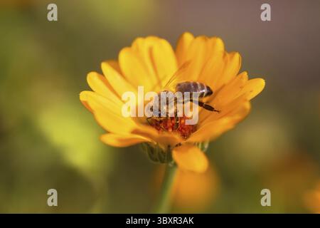 Abeille sur fleur - abeille sur fleur orange Marigold, dans le jardin, matin ensoleillé jour d'été, arrière-plan flou Banque D'Images