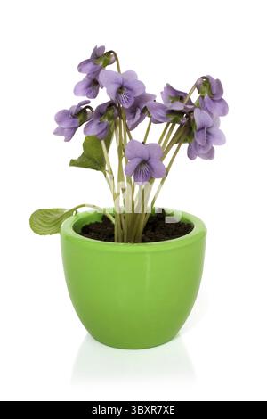 Violet doux (Viola odorata) en pot sur fond blanc Banque D'Images