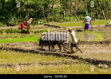 31 mars 2013, province de Gandaki, Népal : un agriculteur népalais laboure une rizière boueuse avec une équipe de bœufs et une charrue en bois dans le centre du Népal. (Crédit image : © Jon G. Fuller/VW pics via ZUMA Press Wire) Banque D'Images