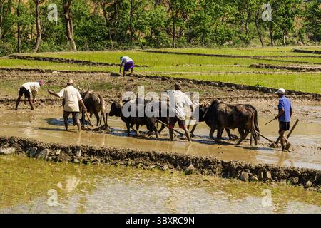 31 mars 2013, province de Gandaki, Népal : des agriculteurs népalais labourent une rizière boueuse avec des équipes de bœufs et de charrues en bois dans le centre du Népal. (Crédit image : © Jon G. Fuller/VW pics via ZUMA Press Wire) Banque D'Images
