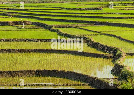 31 mars 2013, province de Gandaki, Népal : riz nouvellement planté dans des rizières en terrasses dans le centre du Népal. (Crédit image : © Jon G. Fuller/VW pics via ZUMA Press Wire) Banque D'Images