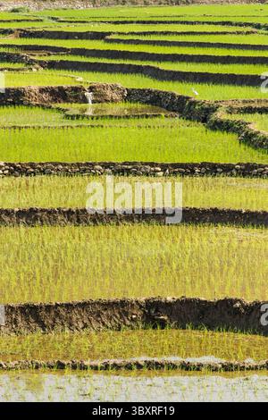 31 mars 2013, province de Gandaki, Népal : riz nouvellement planté dans des rizières en terrasses dans le centre du Népal. (Crédit image : © Jon G. Fuller/VW pics via ZUMA Press Wire) Banque D'Images