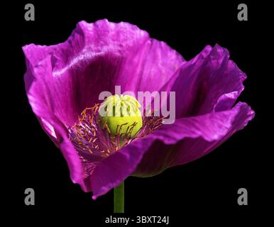 Détail de fleur de pavot à opium, en latin papaver somniferum isolé sur fond noir, le pavot à fleurs de couleur violet foncé est cultivé en République tchèque Banque D'Images