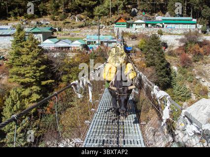 Yak ou dzo avec des sacs à dos sur corde suspendue pont suspendu sur le chemin du camp de base du mont Everest près de Namche Bazar, Népal Himalaya montagnes, Yak In Banque D'Images