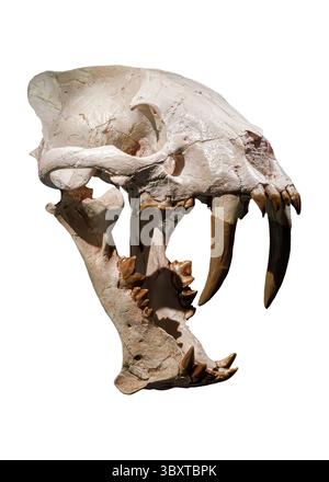 Crâne de tigre à dents de sabre (Hoplophoneus primaevus) Banque D'Images