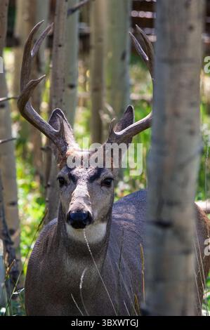 PIKE NATIONAL FOREST, FLORISSANT, COLORADO, USA : un bourreau de cerf mulet se nourrissant à l'aise dans la Pike National Forest près de florissant, Colorado, USA. Banque D'Images