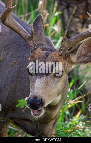 PIKE NATIONAL FOREST, FLORISSANT, COLORADO, USA : un bourreau de cerf mulet se nourrissant à l'aise dans la Pike National Forest près de florissant, Colorado, USA. Banque D'Images
