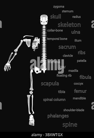 Un squelette est affiché avec une liste d'os en dessous. Les os sont étiquetés avec leurs noms, tels que « crâne », « colonne vertébrale », « côte » et « bassin ». Concept Illustration de Vecteur