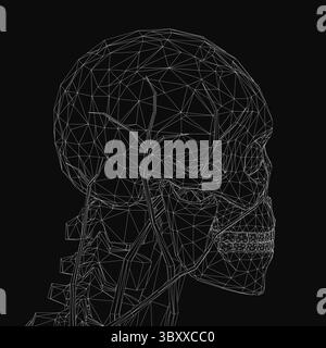 Crâne humain filaire avec structure anatomique détaillée, mettant en valeur les os et les sutures dans un rendu numérique propre. Le modèle squelettique met en évidence le Illustration de Vecteur