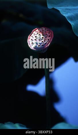Minimalist Lotus Seed Pod sur Dark Water Banque D'Images