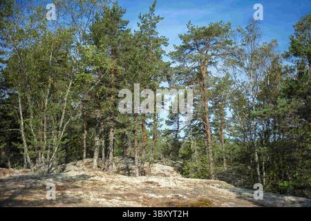 10 août 2018, Turku, Turku, Finlande : forêt naturelle sauvage près du labyrinthe de pierre de Jungfrudansen à Finby près de Nagu piste de l'archipel Finlande Sud-Ouest de la Finlande archipel Turku. Promenade dans la nature à un labyrinthe de gazon connu comme un â€œvirgin danceâ€ . Ceci fait partie de St Olav Waterway, un nouveau chemin de randonnée longue distance pour pèlerins de Turku à Trondheim en Norvège. Trondheim était le Saint-Jacques-de-Compostelle nordique au moyen âge. (Crédit image : © Sergi Reboredo/ZUMA Press Wire) Banque D'Images