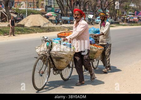 5 avril 2013, Katmandou, province de Bagmati, Népal : deux hommes népalais poussent des vélos chargés de produits, y compris des prunes de porc népalaises dans des paniers. Katmandou, Népal. (Crédit image : © Jon G. Fuller/VW pics via ZUMA Press Wire) Banque D'Images