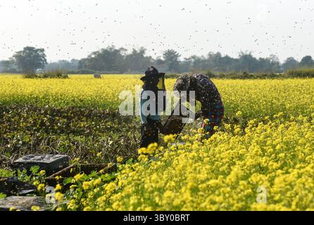 22 décembre 2021, Barpeta, Assam, Inde : des apiculteurs travaillant dans une ferme apicole près d'un champ de moutarde dans un village du district de Barpeta, Assam, en Inde, le mercredi 22 décembre 2021. L'activité apicole est l'une des entreprises les plus rentables en Inde. L'Inde compte plus de 3,5 millions de colonies d'abeilles. La taille du marché apicole indien devrait atteindre une valeur supérieure à Rs. 30000 millions d'ici 2024. (Crédit image : © David Talukdar/ZUMA Press Wire) Banque D'Images