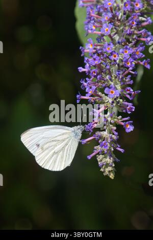 Gros plan d'un petit papillon blanc, Pieris rapae, sur un Bouddleia, buisson de papillons. L'insecte est également connu sous le nom de blanc de chou. Banque D'Images