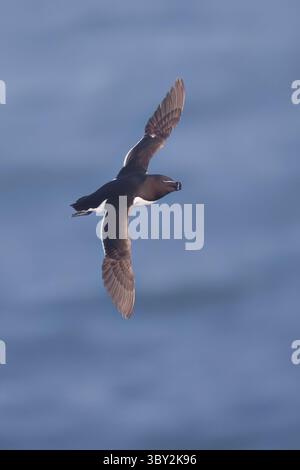Razorbill en vol sur Mainland Shetland Scotland Banque D'Images