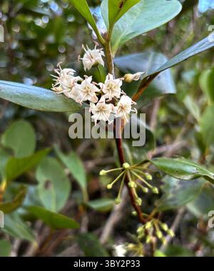 Fleurs de mangrove cornée (Aegiceras corniculatum), Cairns, Queensland, Australie. Juillet 2025 Banque D'Images