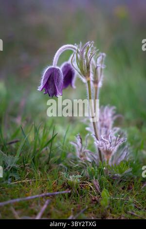 Gros plan de fleurs sauvages violettes (Pasqueflowers) dans Blooming Meadow au printemps Banque D'Images