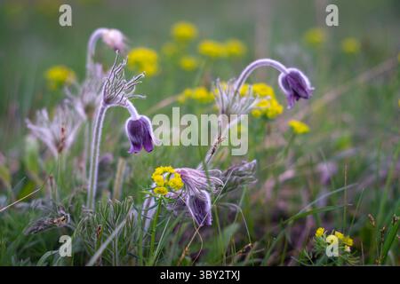 Fleurs sauvages violettes (Pasqueflower) fleurissant au milieu des herbes vertes et des fleurs jaunes dans Meadow Banque D'Images