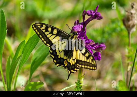 Papillon coloré (Papilio machaon, Old World Swallowtail) reposant sur une fleur violette dans un jardin vert luxuriant Banque D'Images