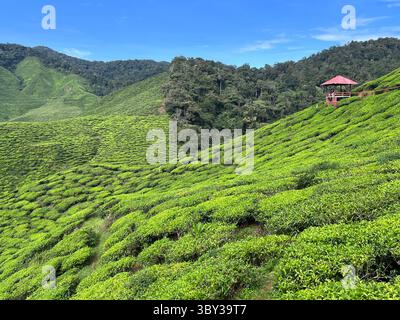 La plantation de thé dans les Cameron Highlands, Malaisie Banque D'Images