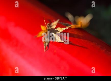 Détail de pont rouge avec une feuille d'automne, Hakone , Japon Banque D'Images