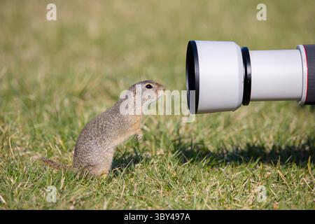 Écureuil terrestre européen, Citellus citellus, écureuil terrestre adulte regardant dans une lentille, Burgenland, Autriche Banque D'Images