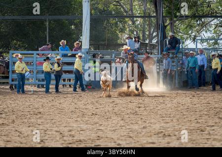 Un cow-boy a un lassoo autour de la tête de son veau alors qu'il se prépare à démonter son cheval dans l'épreuve de rodéo individuel à corde et cravate au rodéo de Mareeba de 2025 Banque D'Images