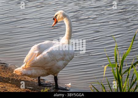 Graceful White Swan avec un bec rouge se dresse sur la rive d'un étang. Le cygne muet, nom latin Cygnus olor. Banque D'Images