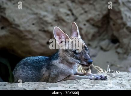 Le chacal doré, également appelé chacal commun, est un canidé ressemblant à un loup et originaire d'Eurasie. Banque D'Images