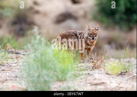 Le chacal doré, également appelé chacal commun, est un canidé ressemblant à un loup et originaire d'Eurasie. Banque D'Images